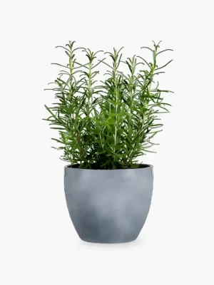 product-image-5_optimized Faucibus Interdum